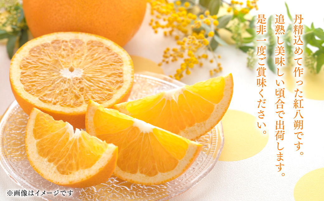 ＜訳あり＞ 紅八朔 ご家庭用 約10kg 柑橘 かんきつ 果物 くだもの フルーツ べにはっさく 熊本県 八代市