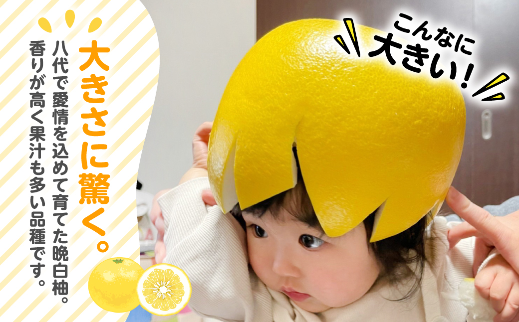 八代市産 晩白柚 1玉 2Lサイズ 約2kg 果物 くだもの フルーツ 柑橘 柑橘類 贈り物 八代産 熊本県産 国産