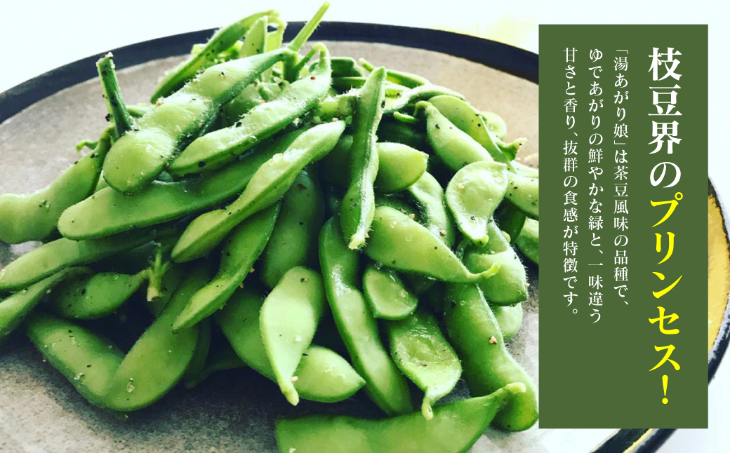 【先行予約】 熊本県八代市産 枝豆 [湯あがり娘（茶豆風味) ] 1.6kg おつまみ お弁当 えだまめ 茶豆 旬 エダマメ 朝採り お手軽 野菜 【2026年6月下旬より順次発送】