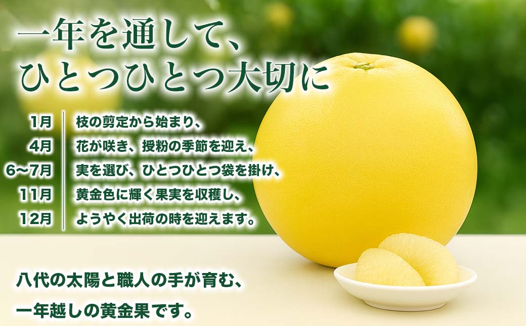 【先行予約】 熊本県八代市産 晩白柚 2Lサイズ 2玉入り 約4kg 果物 くだもの フルーツ 柑橘類 青果物 特産品 お取り寄せ 【2025年12月中旬より順次発送】