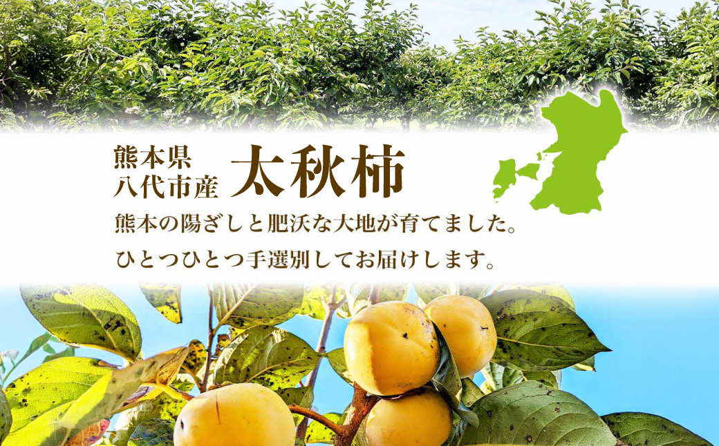 【先行予約】 太秋柿 約2kg（4～8玉） フルーツ くだもの 果物 柿 かき カキ おやつ デザート 秋の味覚 秋 旬 熊本県 八代市 【2026年10月上旬より順次発送】