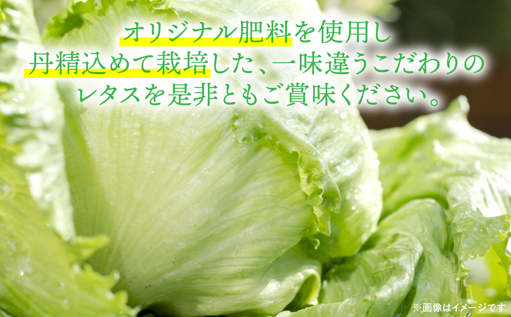 レタス 10kg (10玉～14玉) 野菜 葉物 やさい サラダ 付け合せ 新鮮 産地直送 冷蔵