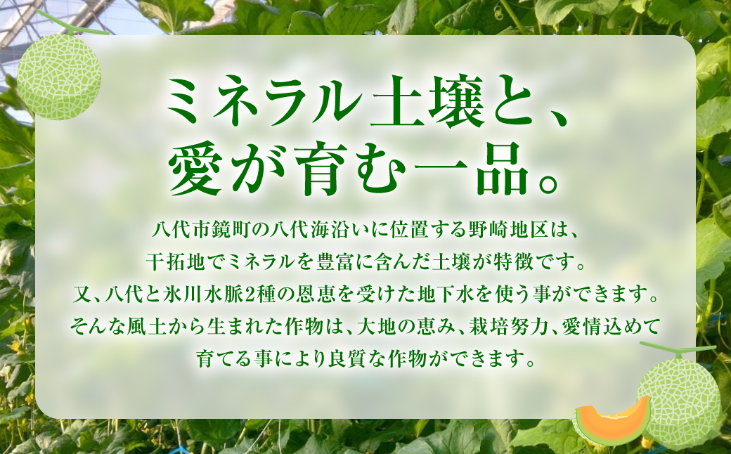 【先行予約】 産地直送 クインシーメロン 1玉 約1.5kg クインシー メロン めろん 赤肉メロン 赤肉 果物 くだもの フルーツ デザート 贈り物 国産 熊本県 八代市 【2026年5月下旬より順次発送】