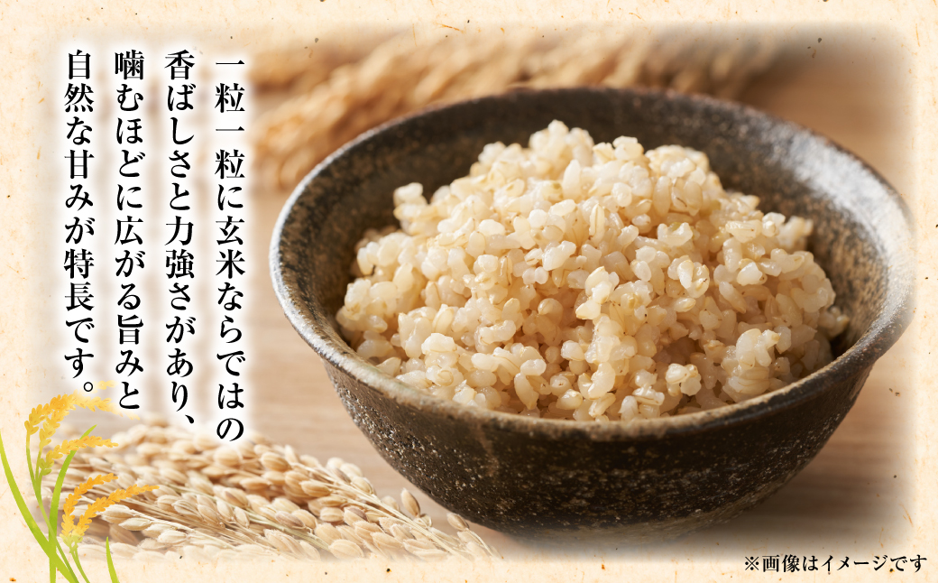 《令和7年産》 くまさんの輝き 玄米 10kg 熊本県 八代市産 米 お米 国産