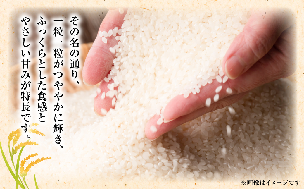 《令和7年産》 くまさんの輝き 精米10kg 熊本県 八代市産 米 お米 精米  国産 白米