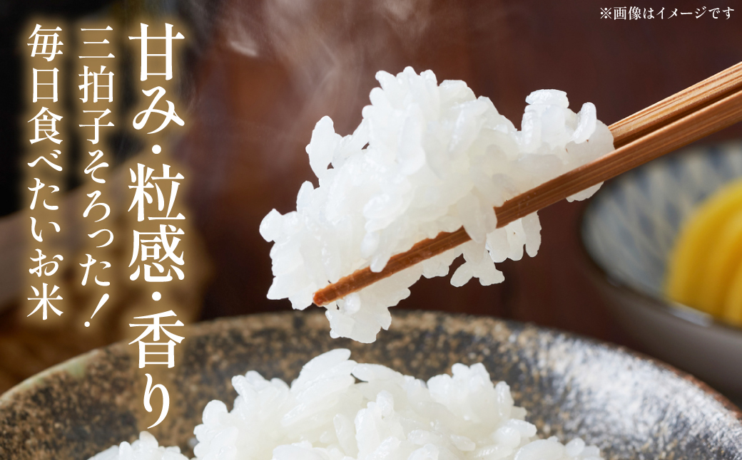 《令和7年産》くまさんの輝き 5kg×2袋 合計10kg  熊本県 八代市産 米 お米 精米 白米 国産