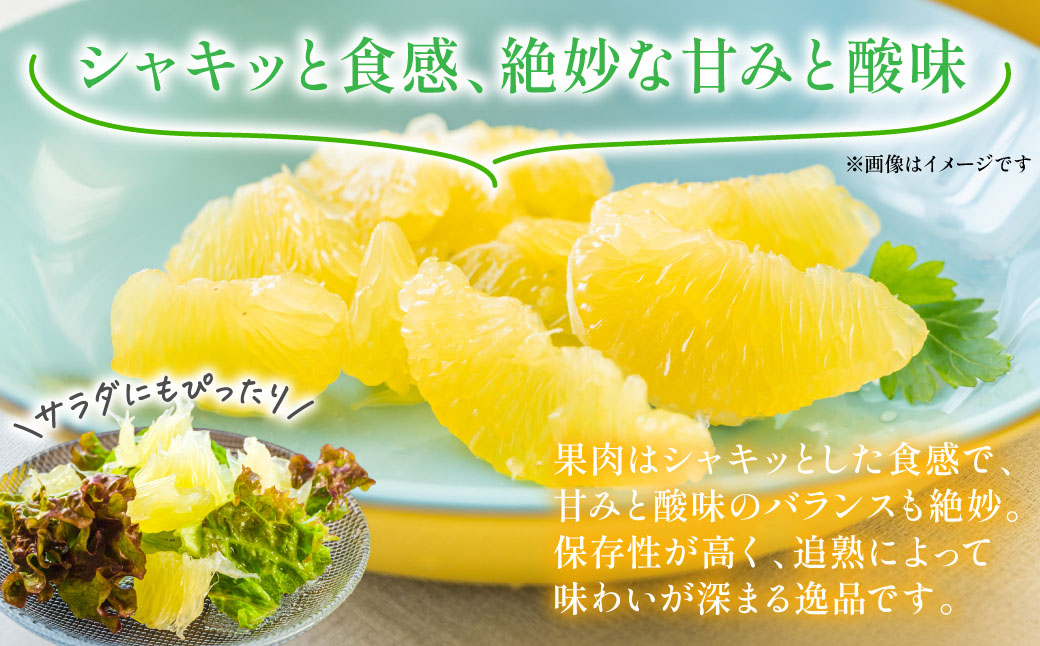 晩白柚（秀L×2玉）約3kg 柑橘 果物 フルーツ 熊本県産 ばんぺいゆ フルーツ 柑橘 特産品