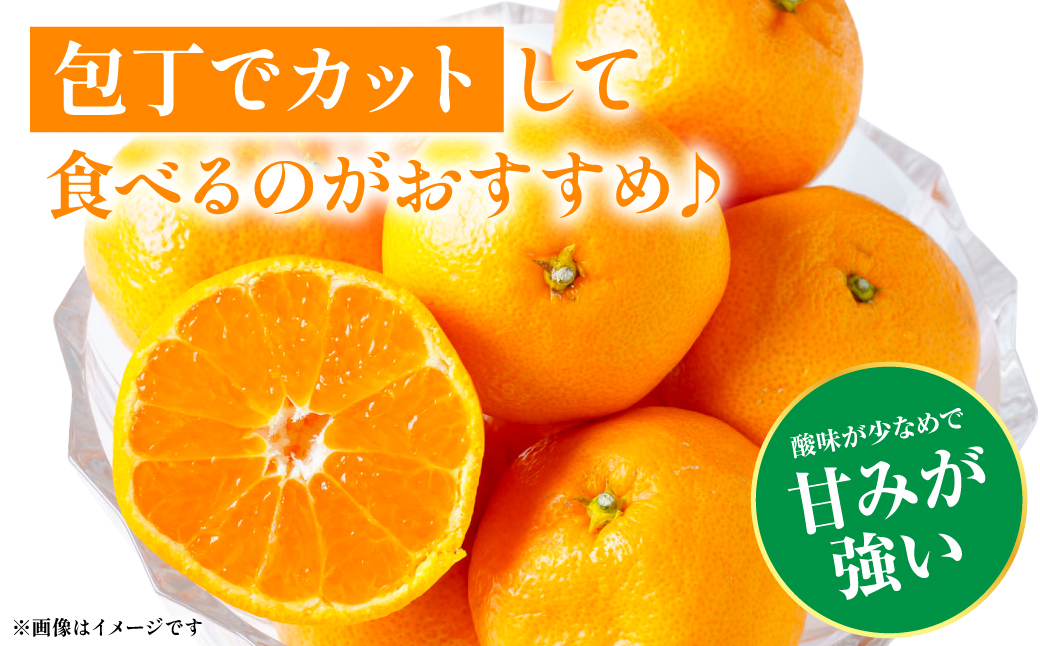 八代市 東陽産 EC12みかん 2kg以上入り(8玉～20玉)  柑橘 ミカン くだもの 果物 フルーツ デザート