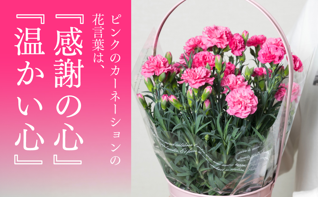 【先行予約】【2026年5月7日～8日発送】ポットカーネーション ピンク 5号鉢 カゴ付き カーネーション 花 母の日 プレゼント ギフト 贈り物 熊本県 八代市