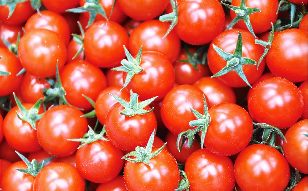 嫁がうまいと言う日まで ミニトマト 800g 八代市産 ミニトマト 新鮮 野菜 池田農園 全国ミニトマト選手権 冬 春 旬