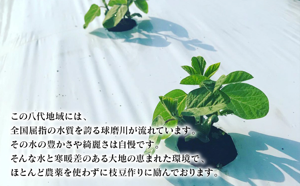 【先行予約】 熊本県八代市産 枝豆 [湯あがり娘（茶豆風味) ] 1.6kg おつまみ お弁当 えだまめ 茶豆 旬 エダマメ 朝採り お手軽 野菜 【2026年6月下旬より順次発送】