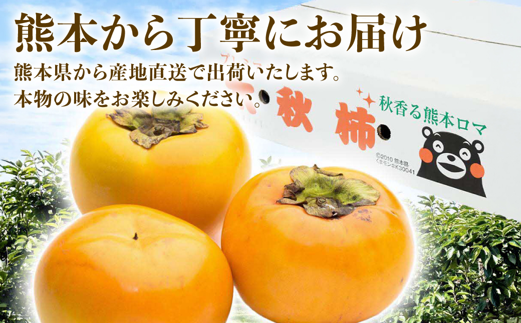 【先行予約】 太秋柿 約3kg （8～15玉） フルーツ くだもの 果物 柿 かき カキ おやつ デザート 秋の味覚 秋 旬 熊本県 八代市 【2026年10月上旬より順次発送】