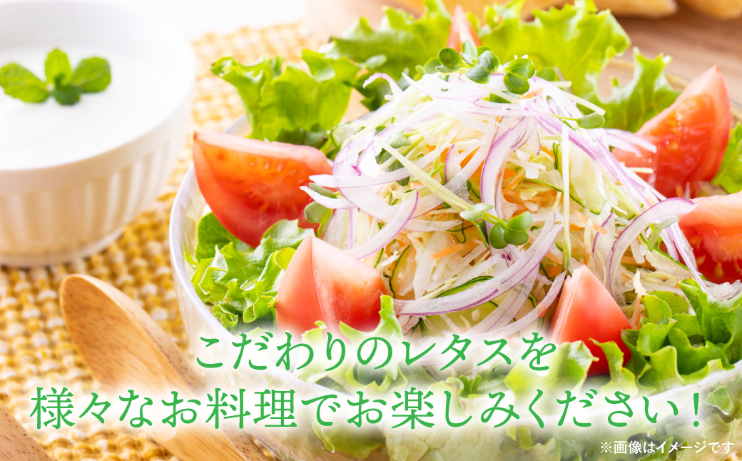 レタス 10kg (10玉～14玉) 野菜 葉物 やさい サラダ 付け合せ 新鮮 産地直送 冷蔵