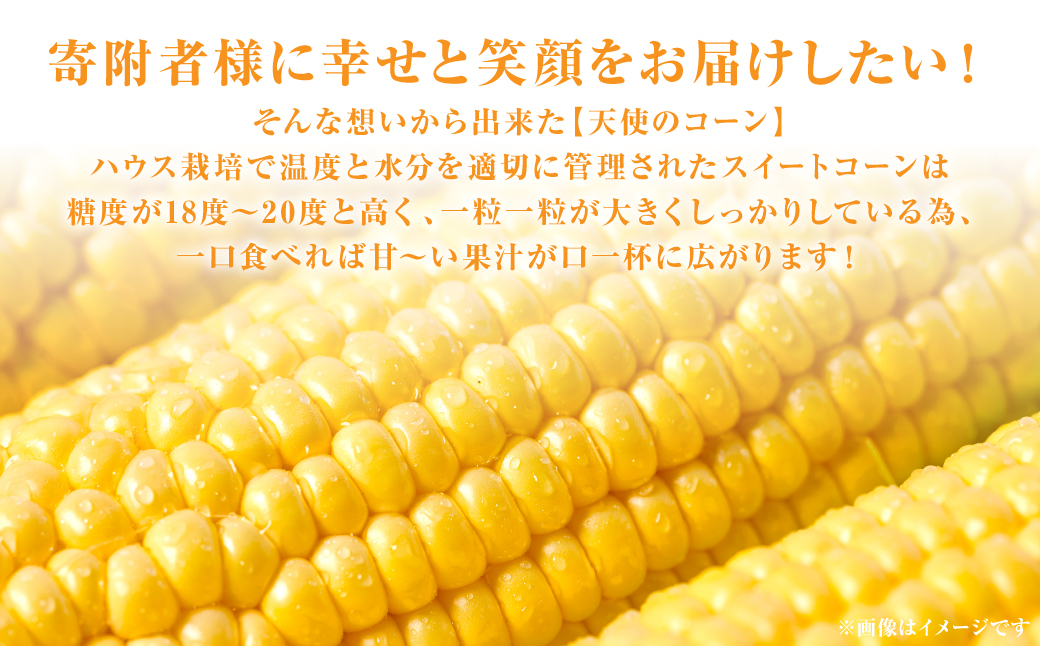 【先行予約】 熊本県八代市産「天使のコーン」2L～3Lサイズ 合計10本入り スイートコーン とうもろこし コーン料理 とうもろこし料理 【2026年5月中旬より順次発送】