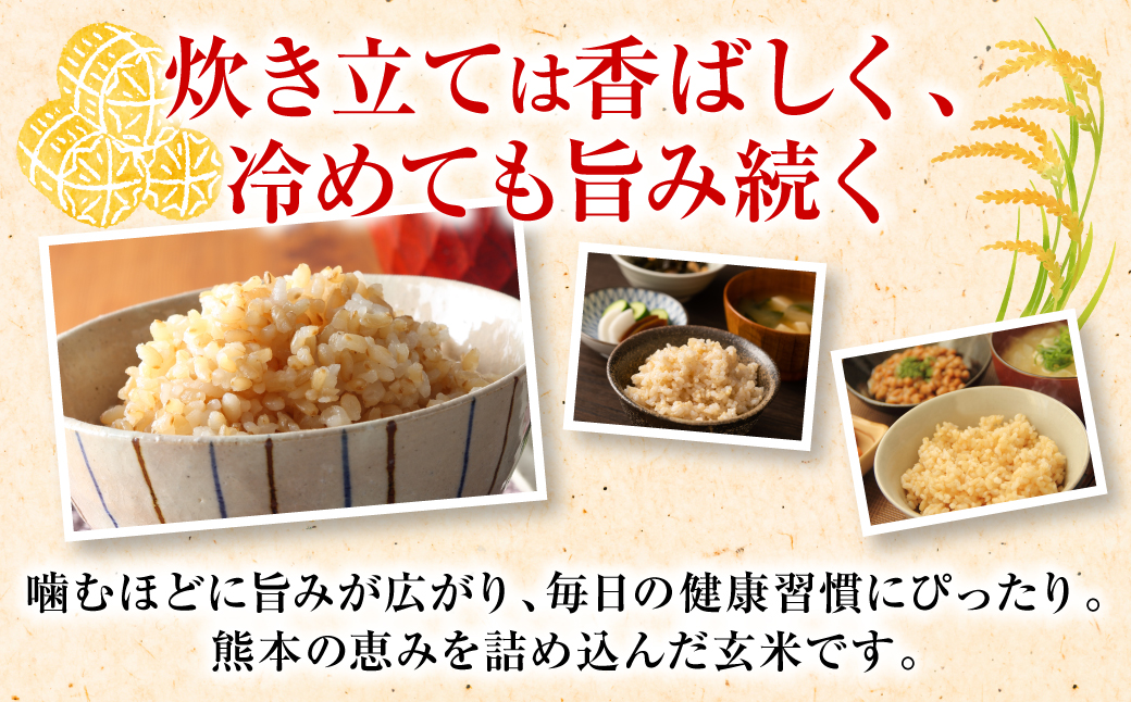 《令和7年産》 くまさんの輝き 玄米 10kg 熊本県 八代市産 米 お米 国産