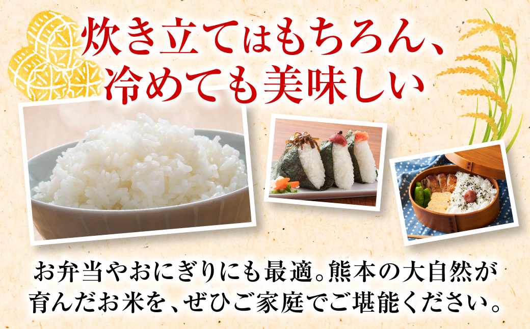 《令和7年産》 くまさんの輝き 精米10kg 熊本県 八代市産 米 お米 精米  国産 白米