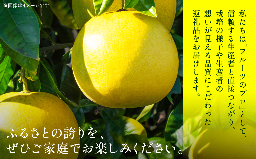 【先行予約】 晩白柚 （秀2L×2玉） 約4kg ばんぺいゆ 果物 果実 くだもの フルーツ 柑橘 柑橘類 熊本県 八代市  【2026年12月中旬より順次発送】