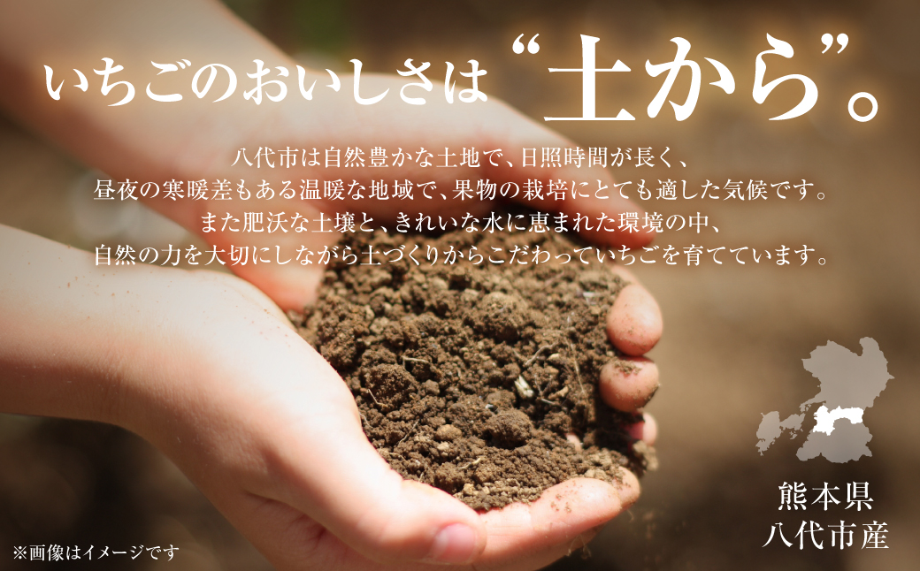 【先行予約】ひのしずく -あまいのん 新鮮 フルーツ 果物 くだもの 苺 いちご イチゴ ストロベリー 旬 熊本 八代 国産 【2026年1月下旬より順次発送】