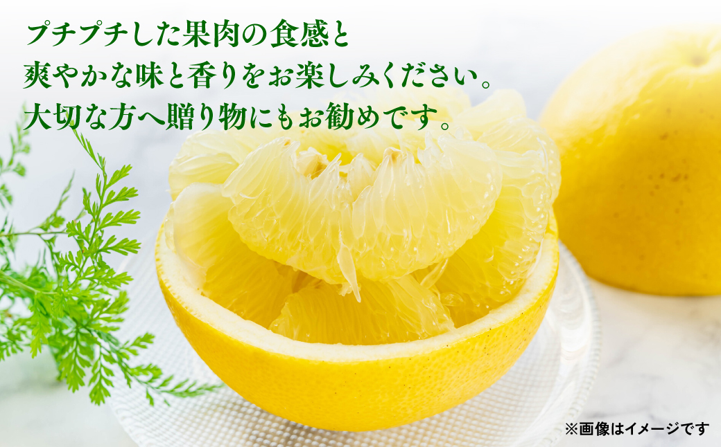 八代特産 晩白柚 （ばんぺいゆ） 2Lサイズ(約2kg)×3玉 柑橘 果物 フルーツ 熊本県産 ばんぺいゆ フルーツ 柑橘 特産品