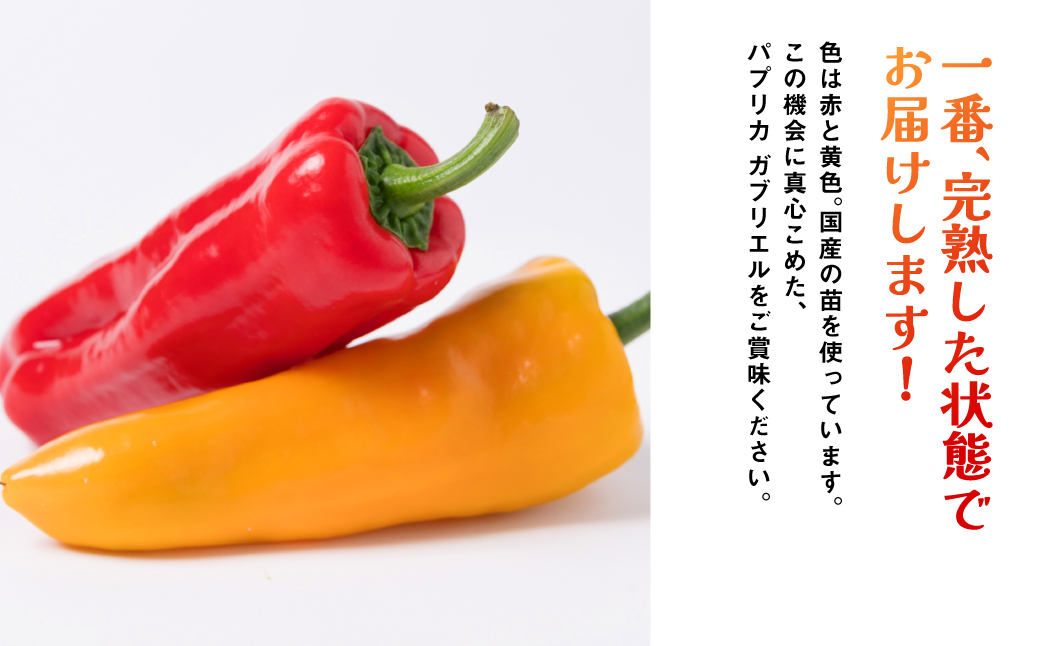 【先行予約】 パプリカ ガブリエル 1kg 八代市産 宮島農園 野菜 新鮮野菜 緑黄色野菜 国産 熊本県産 【2026年3月上旬より順次発送】