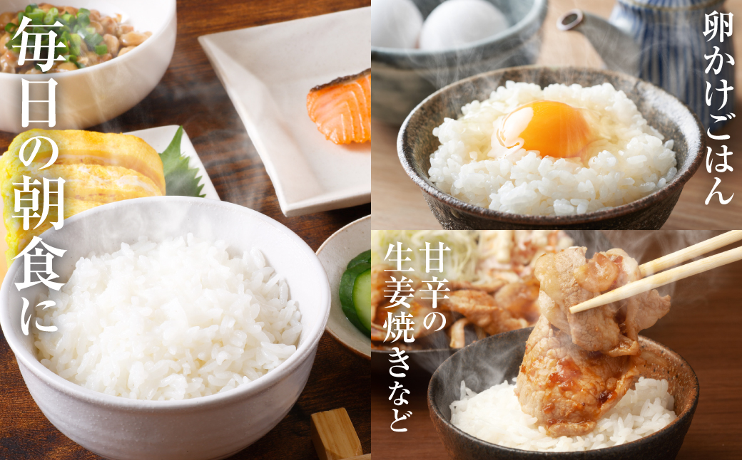 【令和7年産】 熊本県産 くまさんの輝き 5kg (5kg×1袋) 米 お米 精米 白米 ごはん ご飯 熊本県 八代市