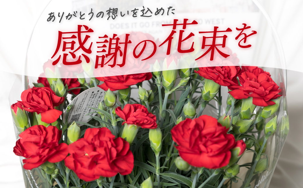 【先行予約】【2026年5月7日～8日発送】ポットカーネーション 赤 5号鉢 カゴ付き カーネーション 花 母の日 プレゼント ギフト 贈り物 熊本県 八代市