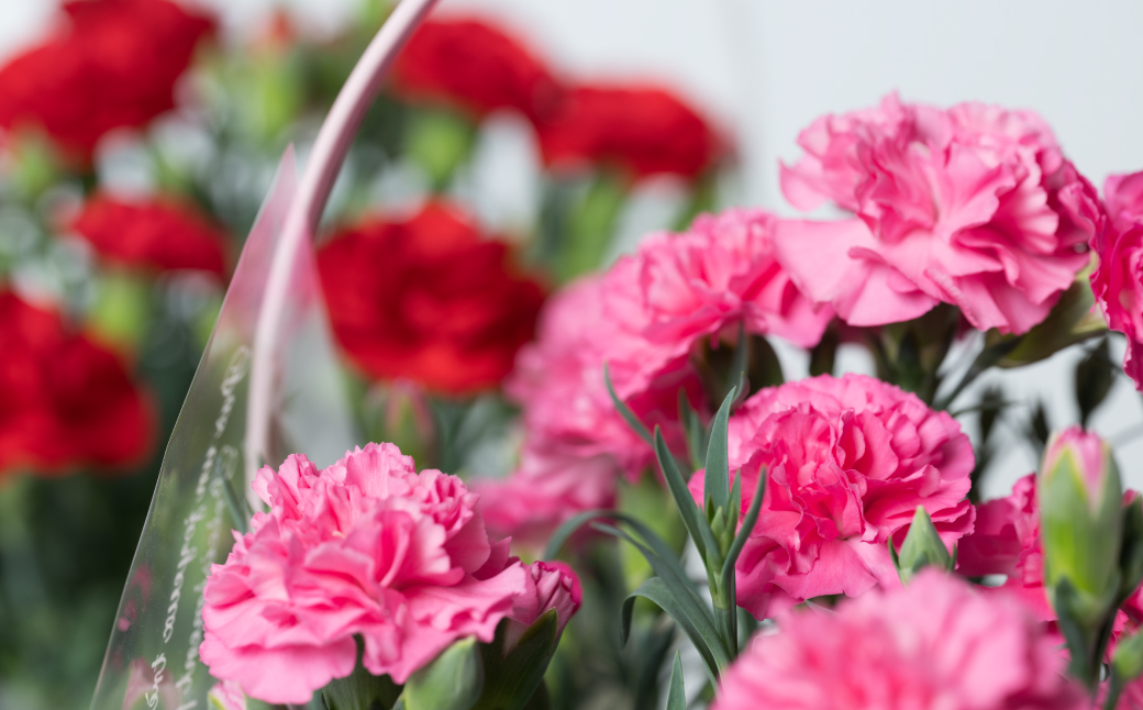 【先行予約】【2026年5月7日～8日発送】ポットカーネーション ピンク 5号鉢 カゴ付き カーネーション 花 母の日 プレゼント ギフト 贈り物 熊本県 八代市