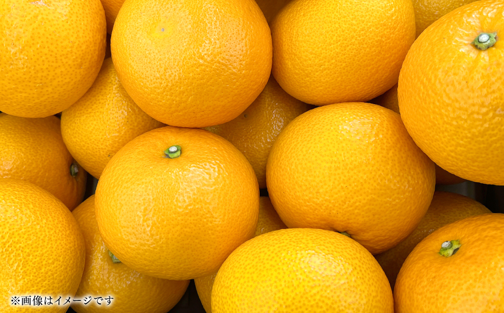 ＜訳あり＞ 紅八朔 ご家庭用 約10kg 柑橘 かんきつ 果物 くだもの フルーツ べにはっさく 熊本県 八代市