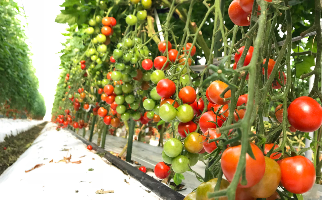 【甘みと酸味のバランス、旨みが絶妙な代表作】完熟収穫ミニトマト 約1.2kg トマト 甘い 野菜 旬 サラダ
