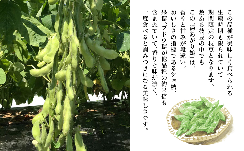 【先行予約】 熊本県八代市産 枝豆 [湯あがり娘（茶豆風味) ] 1.6kg おつまみ お弁当 えだまめ 茶豆 旬 エダマメ 朝採り お手軽 野菜 【2026年6月下旬より順次発送】