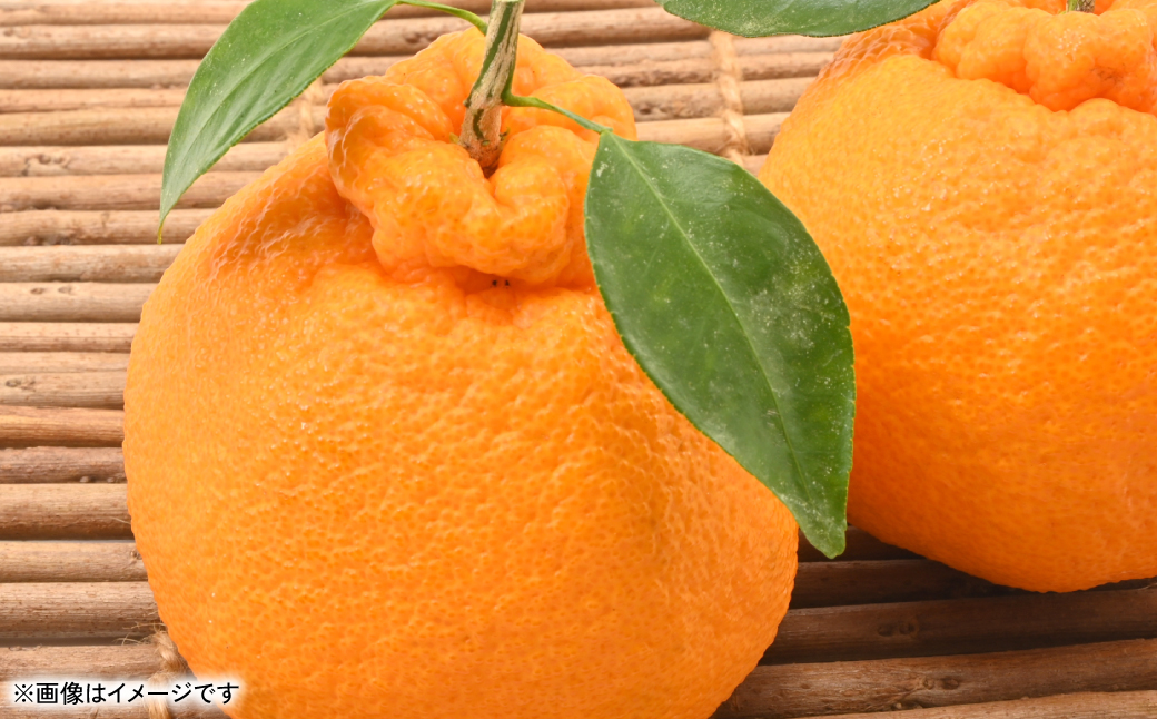 【先行予約】 不知火（デコポンと同品種） 約5kg しらぬい でこみかん 柑橘 ミカン ポンカン くだもの 果物 フルーツ 【2026年1月下旬より順次発送】