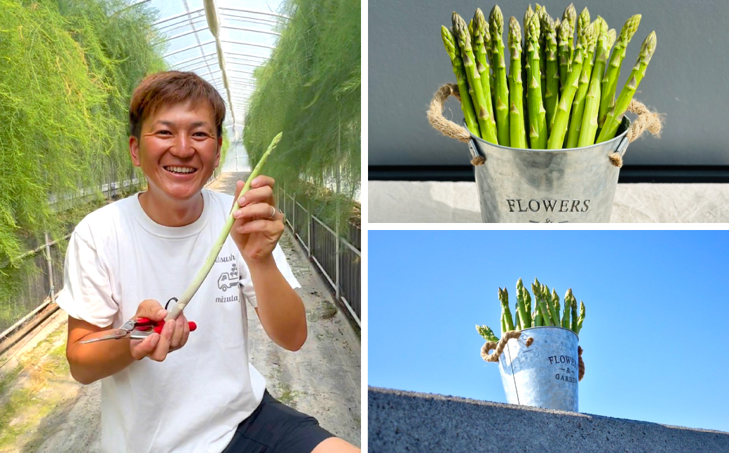 【先行予約】 熊本県 八代市産 アスパラガス 1kg 新鮮 アスパラ 野菜 やさい 旬 【2026年4月上旬より順次発送】