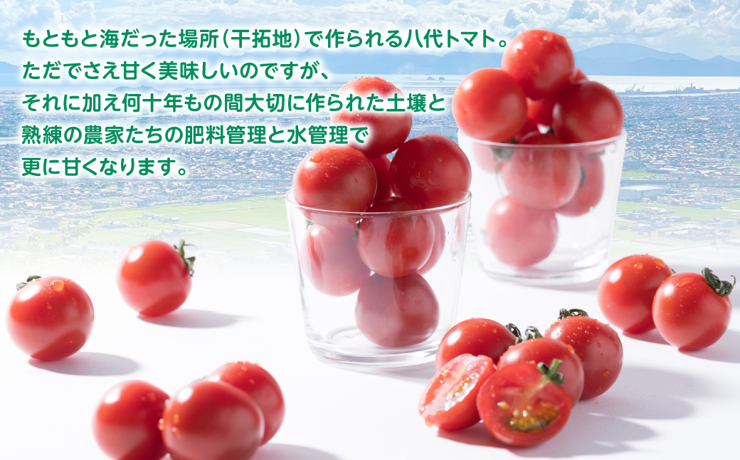 厳選 ミニトマト 1.8kg トマト 野菜 厳選 やさい サラダ 甘い