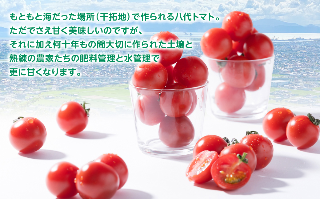 【先行予約】まるで フルーツ の様な ミニトマト 750g トマト 甘い 国産 野菜 やさい サラダ 【2026年1月上旬より順次発送】