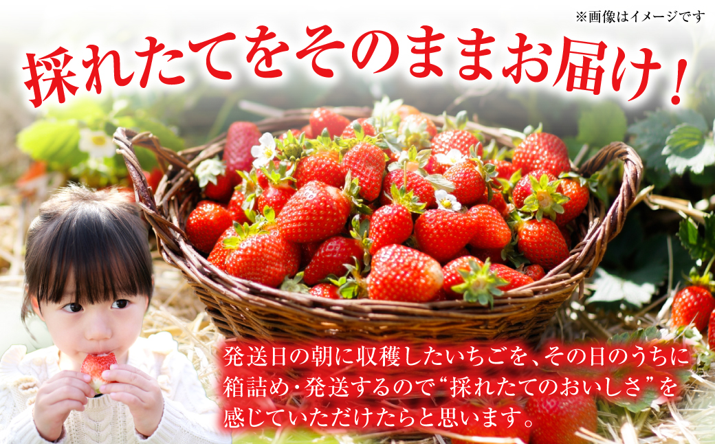 【先行予約】ひのしずく -あまいのん 新鮮 フルーツ 果物 くだもの 苺 いちご イチゴ ストロベリー 旬 熊本 八代 国産 【2026年1月下旬より順次発送】