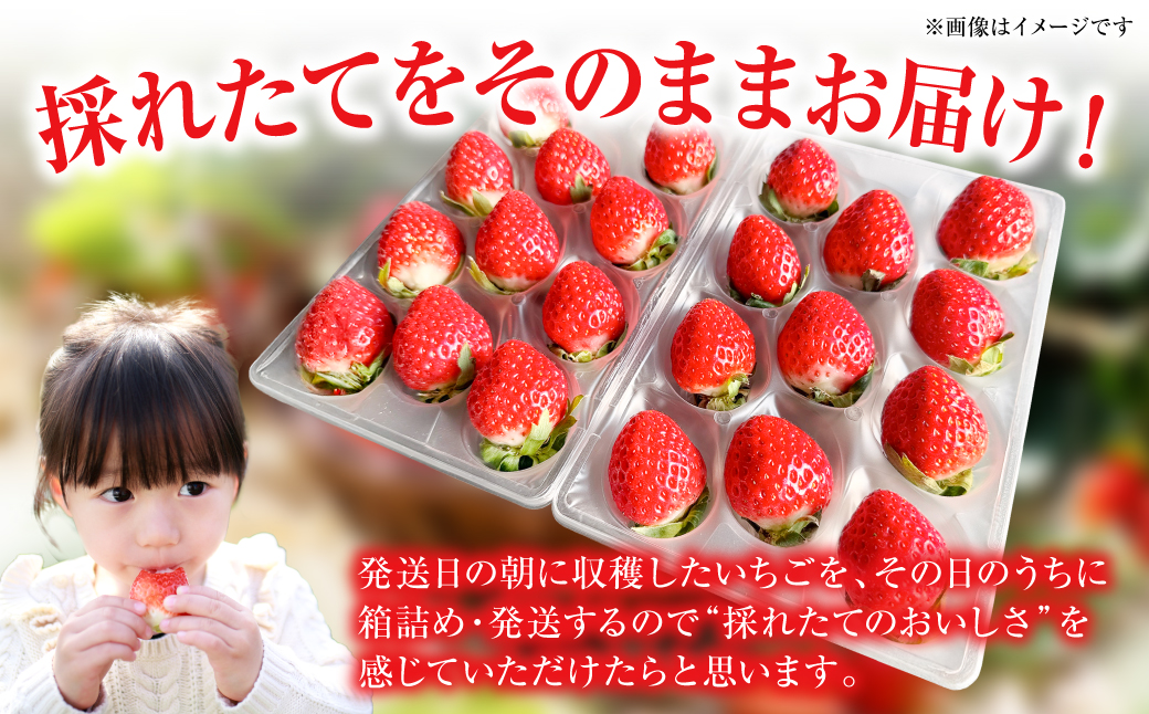 【先行予約】ひのしずく -あまいのん 新鮮 フルーツ 果物 くだもの 苺 いちご イチゴ ストロベリー 旬 熊本 八代 国産 【2026年1月下旬より順次発送】