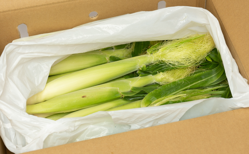 【先行予約】 ヤングコーン 30本 とうもろこし 朝採れ 朝採り 新鮮 ハウス栽培 皮付き 八宝菜 シチュー 蒸し焼き 野菜 旬 国産 熊本県 八代市 【2026年4月下旬より順次発送】