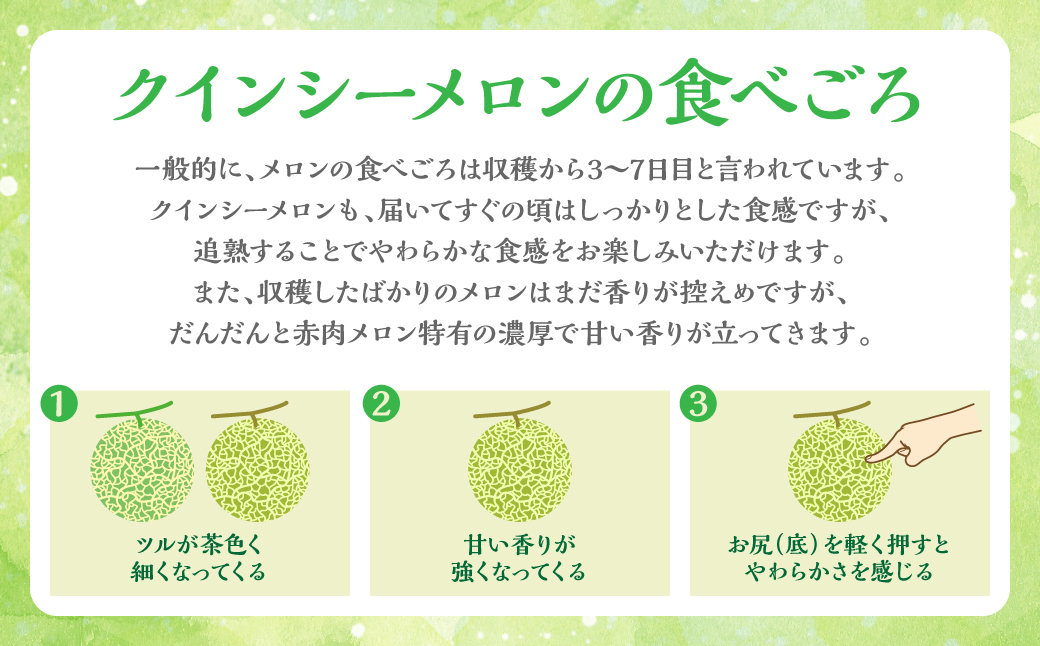 【先行予約】 産地直送 クインシーメロン 1玉 約1.5kg クインシー メロン めろん 赤肉メロン 赤肉 果物 くだもの フルーツ デザート 贈り物 国産 熊本県 八代市 【2026年5月下旬より順次発送】
