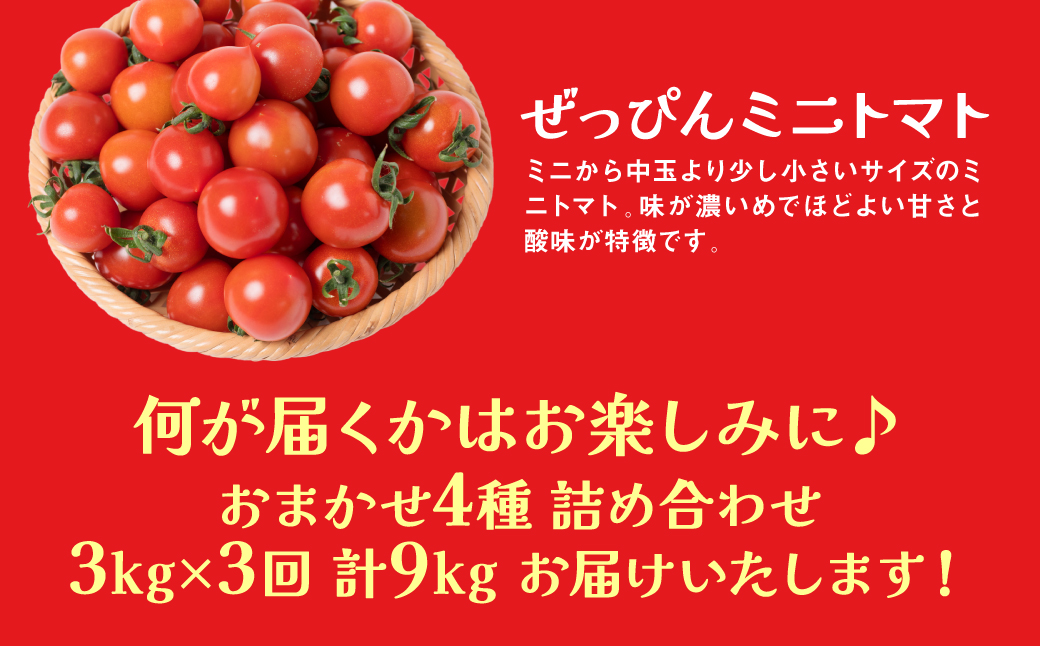 【定期便3回】おまかせトマト4種 3kg×3回 計9kg 八代市産 宮島農園 ミニトマト トマト とまと 農産物 野菜 セット 詰め合わせ 定期便 熊本県 八代市