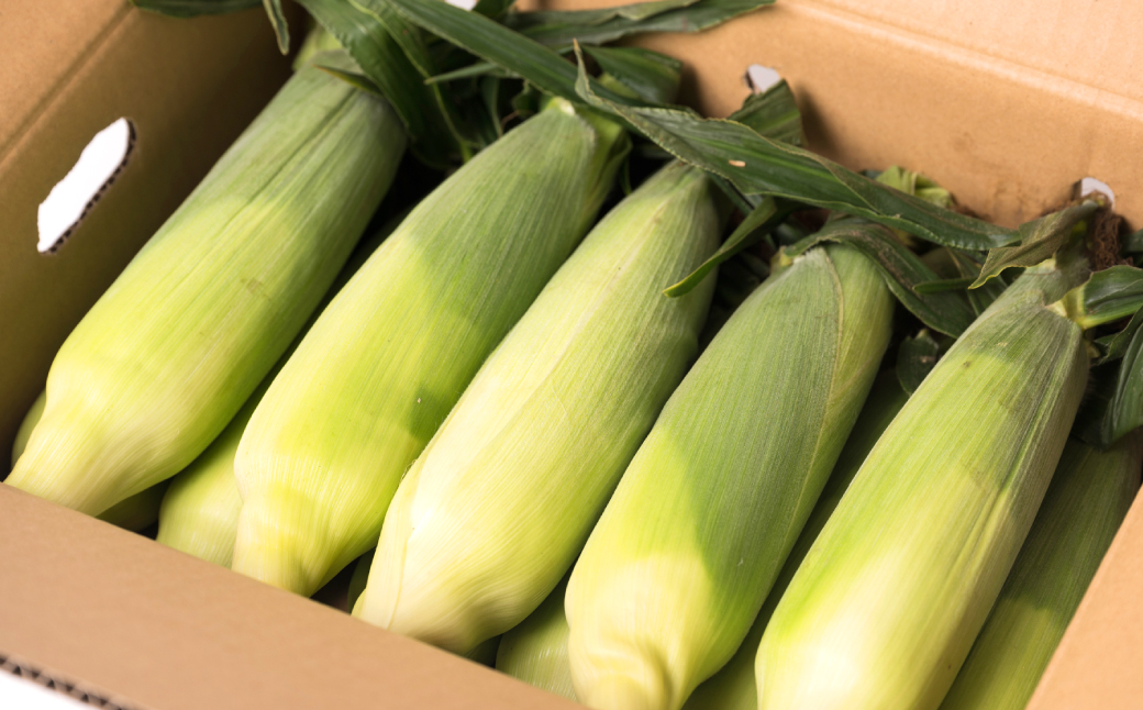 【先行予約】 熊本県八代市産 スーパースイートコーン ゴールドラッシュ 4kg 野菜ソムリエサミット 2年連続金賞受賞 スイートコーン とうもろこし コーン 朝採り 高糖度 【2026年5月上旬より順次発送】