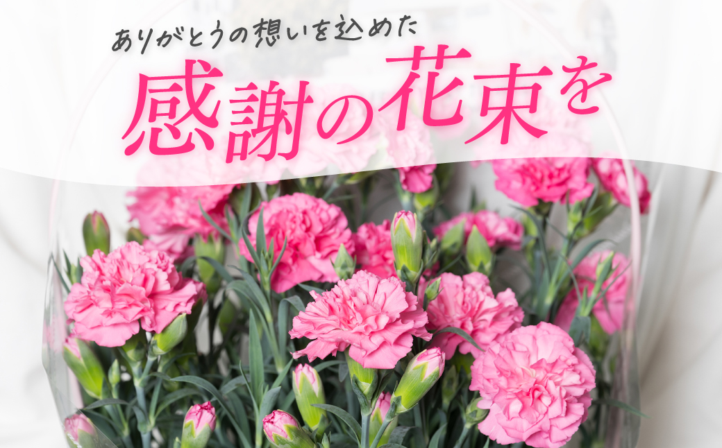 【先行予約】【2026年5月7日～8日発送】ポットカーネーション ピンク 5号鉢 カゴ付き カーネーション 花 母の日 プレゼント ギフト 贈り物 熊本県 八代市