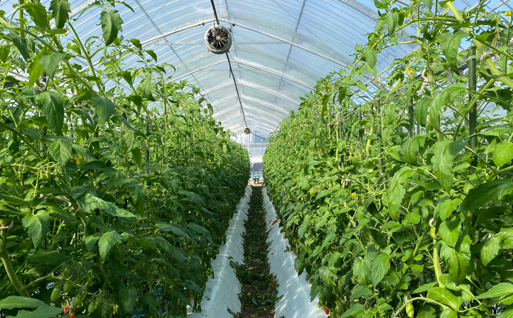 【甘みと酸味のバランス、旨みが絶妙な代表作】完熟収穫ミニトマト 約1.2kg トマト 甘い 野菜 旬 サラダ