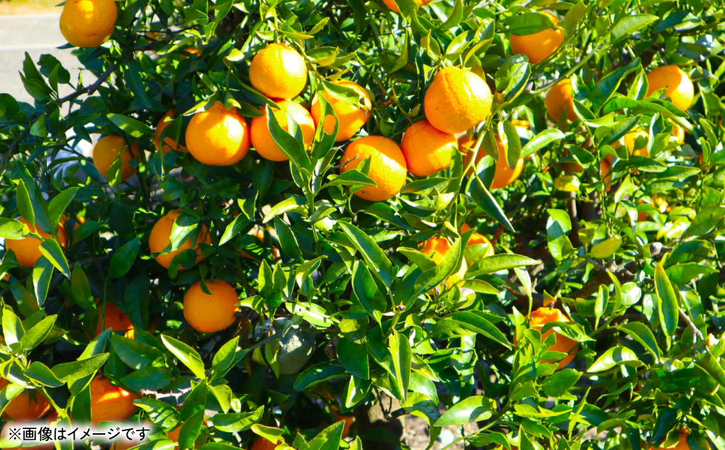 【先行予約】 不知火（デコポンと同品種） 約2kg しらぬい でこみかん 柑橘 ミカン ポンカン くだもの 果物 フルーツ 【2026年1月下旬より順次発送】