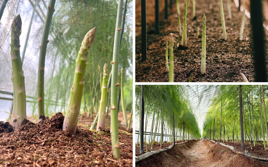 【先行予約】 熊本県 八代市産 アスパラガス 500g 新鮮 アスパラ 野菜 やさい 旬 【2026年4月上旬より順次発送】