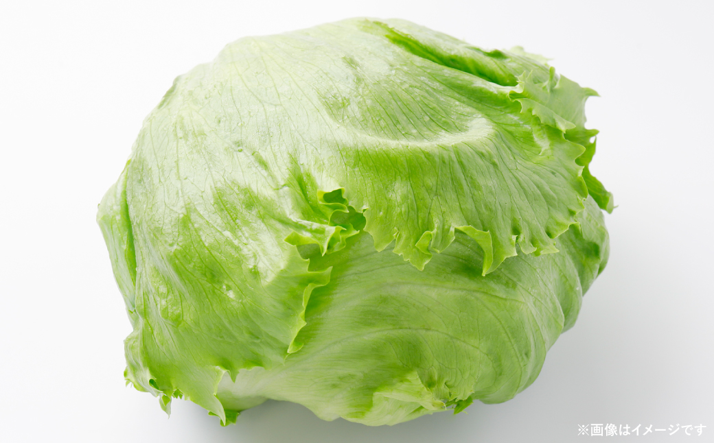 レタス 10kg (10玉～14玉) 野菜 葉物 やさい サラダ 付け合せ 新鮮 産地直送 冷蔵