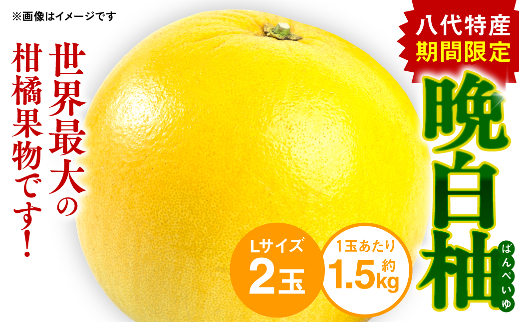 八代 特産 晩白柚 （ばんぺいゆ）Lサイズ 2玉 柑橘 果物 フルーツ 熊本県産 ばんぺいゆ フルーツ 柑橘 特産品