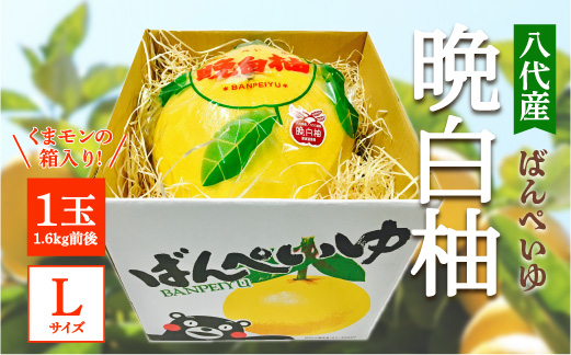 【先行予約】 八代産 晩白柚 1玉 Lサイズ（くまモンの箱入り）  柑橘 果物 フルーツ 熊本県産 ばんぺいゆ 八代 柑橘 特産品 旬 【2025年12月中旬より順次発送】