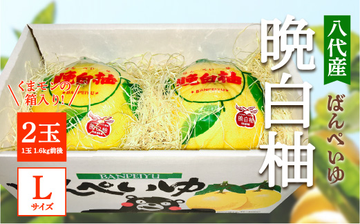 八代産 晩白柚 2玉 Lサイズ（くまモンの箱入り）  柑橘 果物 フルーツ 熊本県産 ばんぺいゆ 八代 柑橘 特産品 旬