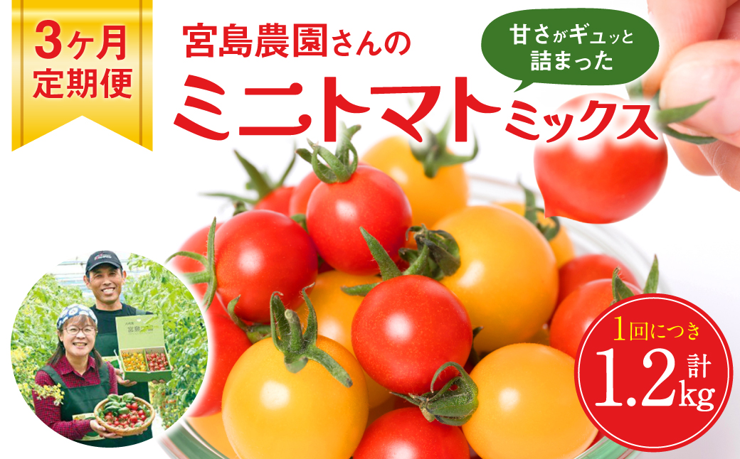【定期便3回】 ミニトマト (ミックス) 1.2kg×3回 八代市産 宮島農園 とまと 野菜