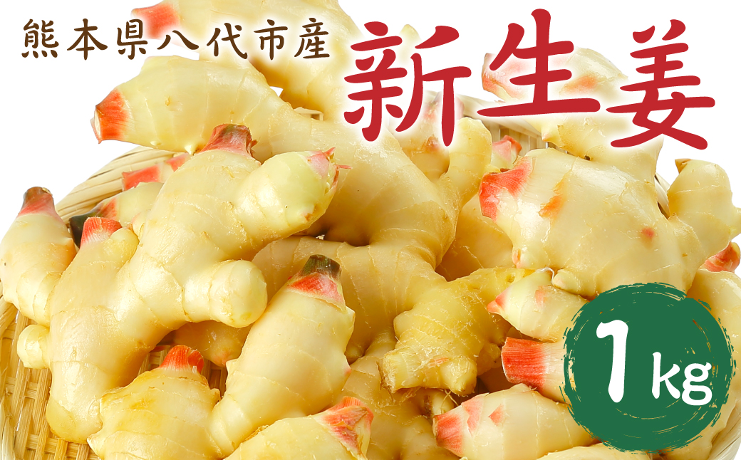 【先行予約】 熊本県八代市産 新生姜1kg 季節限定 しょうが ショウガ ガリ ジンジャー 野菜 食品 温活 冷え対策 旬 【2026年9月上旬より順次発送】